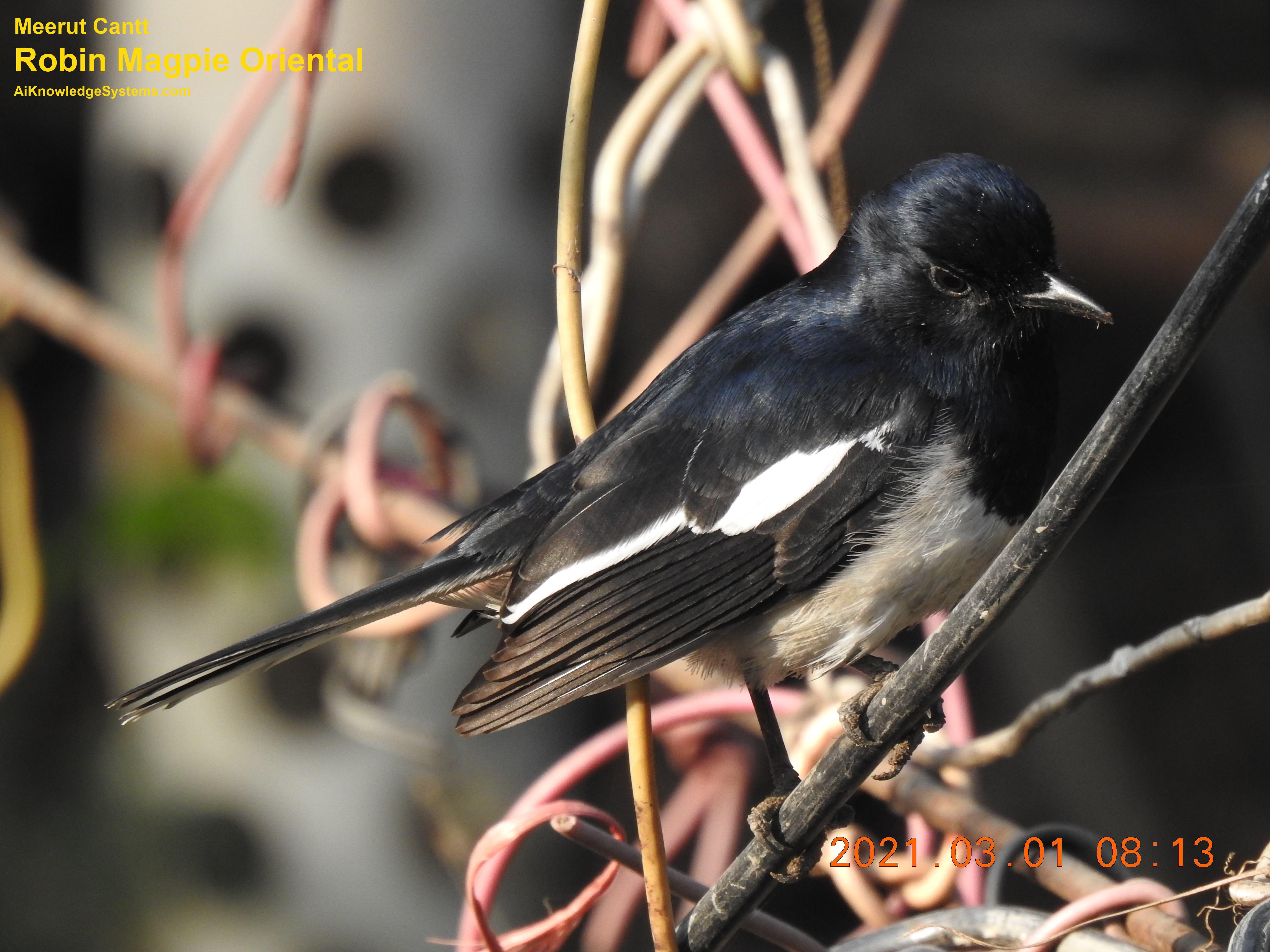 Magpie Robin (110) Coming Soon